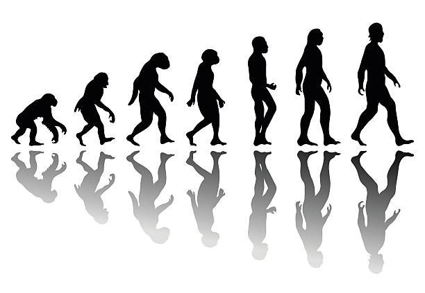 If Humans Evolved From Apes, Why Do Apes Still Exist? Discover Magazine |  Evolution Of Apes | socialone.com.br